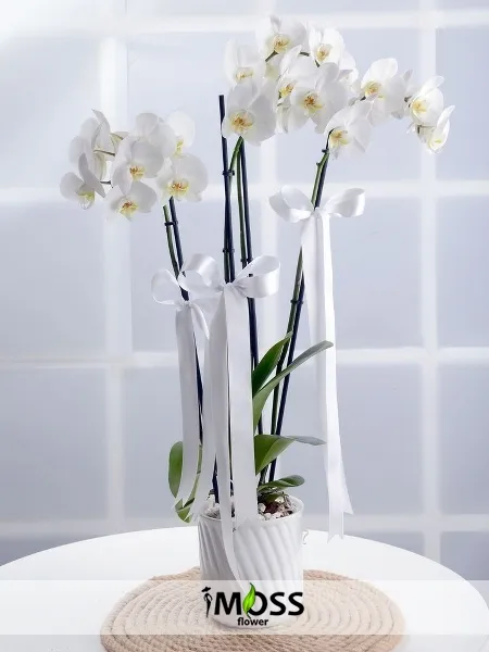 Muhteşem Beyaz Orkide