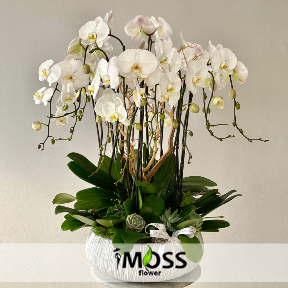 Antik Saksıda Beyaz Orkideler