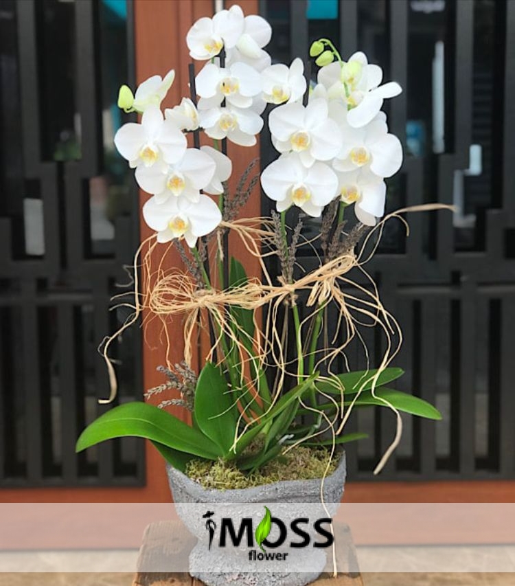 Antik Saksıda 4 Dal Beyaz Orkide 