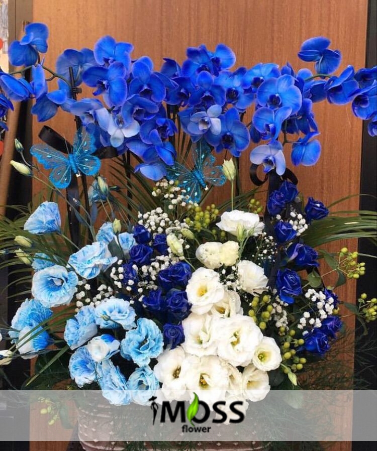 Mavi Orkide Bahçe