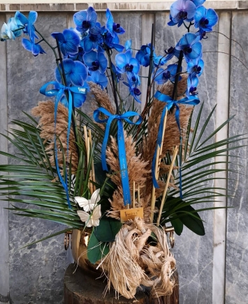 Vip Mavi Orkide 