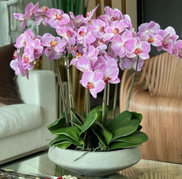 6 Dal Vip Pembe Orkide