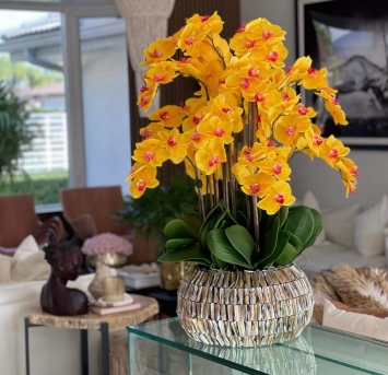 Vip Turuncu Orkide