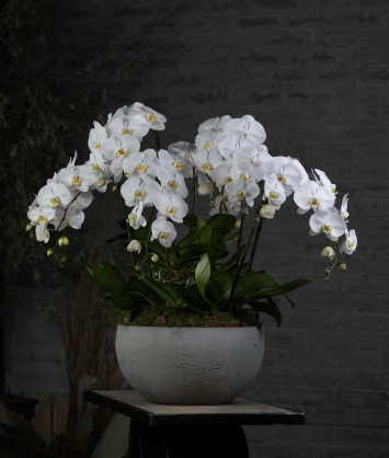 Antik Saksıda Beyaz Orkide