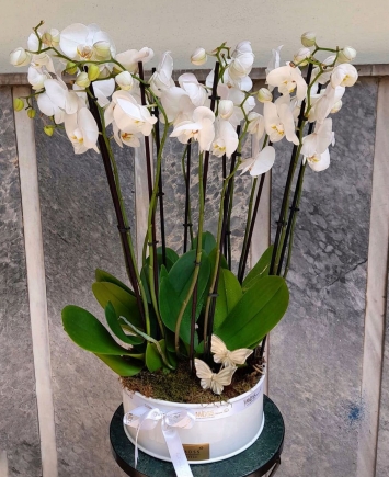Natural 6 Dal Beyaz Orkide