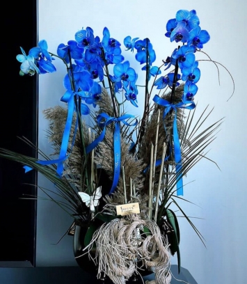 6 Dal Mavi Orkide