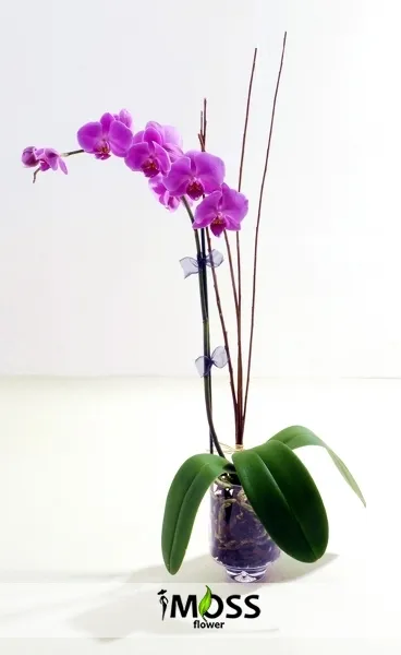 yurt dışı orkide gönder