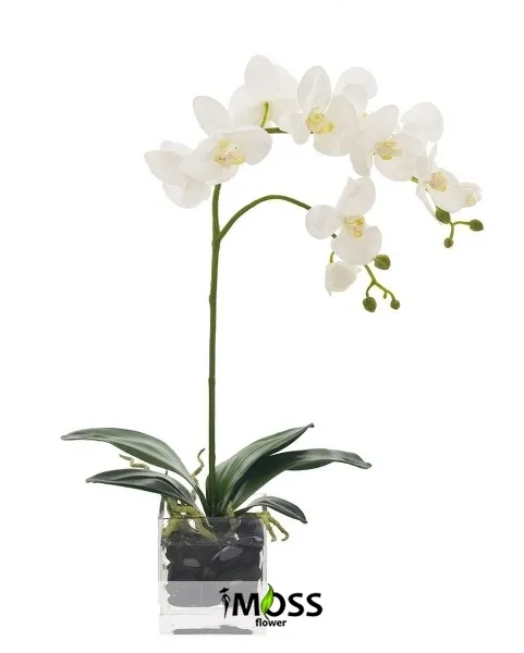 kare camda tekli beyaz orkide