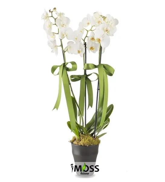 çift dallı beyaz orkide 