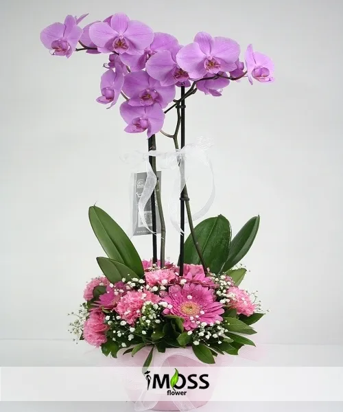çift dallı pembe orkide ve gerberalar