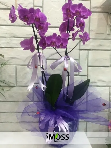 2li Lila Orkide