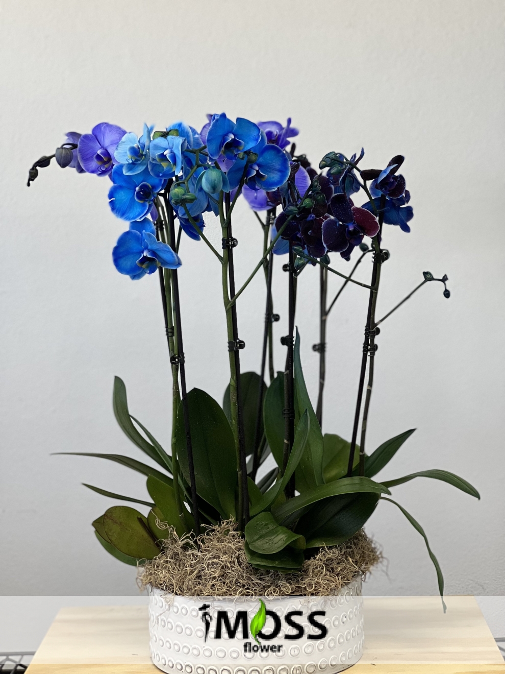 Antik Saksıda 4 Dal Mavi Orkide