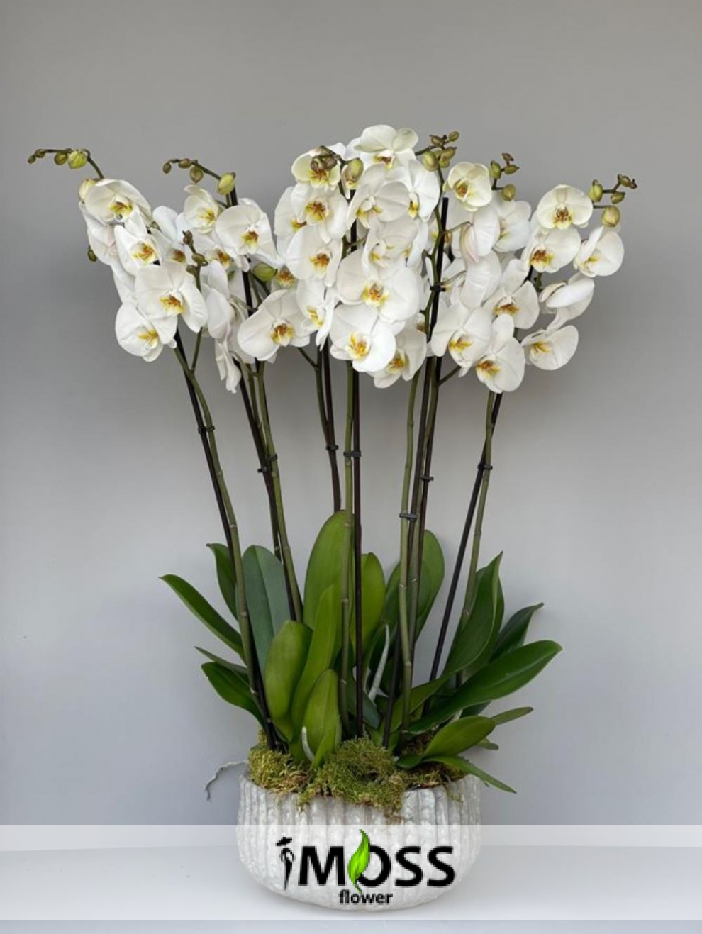 Antik Saksıda 6 Dal Beyaz Orkide