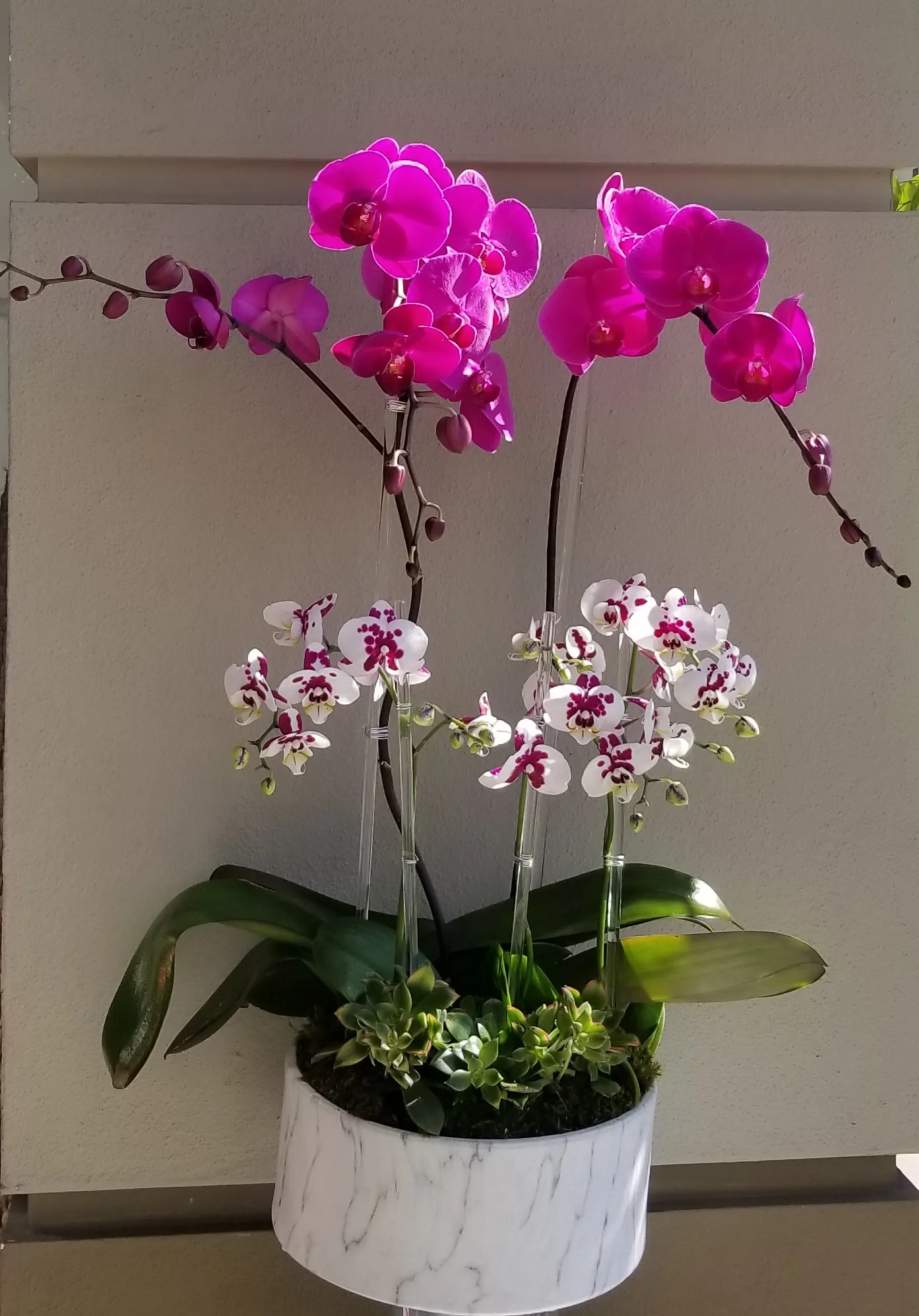 Çift Dal Pembe Orkide & Mini Orkide