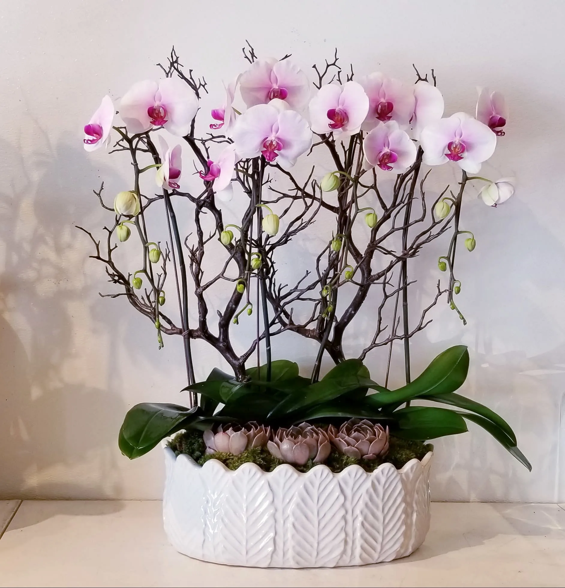 Vip Orkide & Succulent