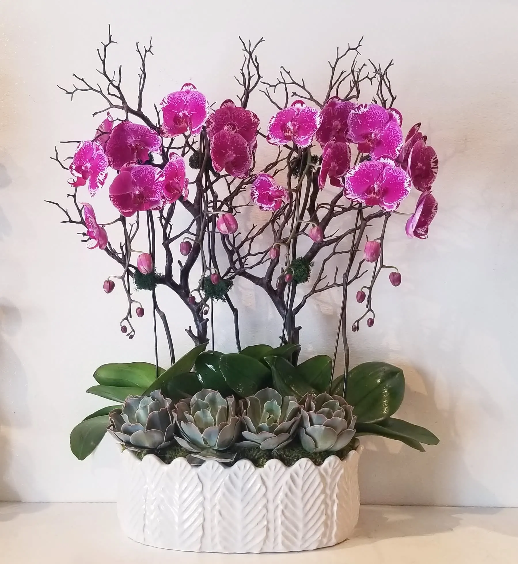 Vip 4 Dal Mor Orkide & Succulent