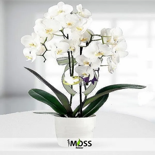 Midi Beyaz Orkide 