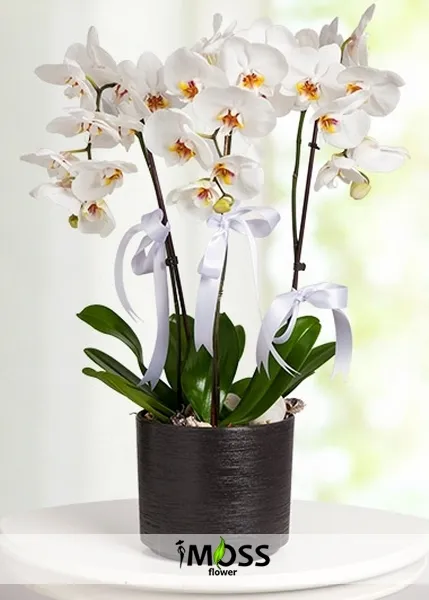 4 Dal Beyaz Orkide