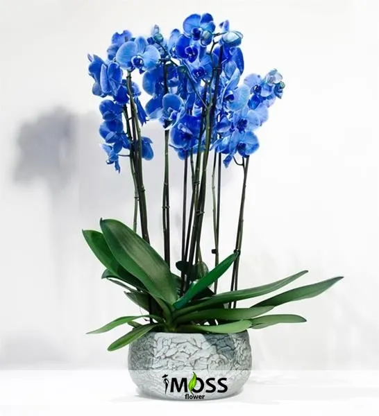 Seramikte 4 Dal Mavi Orkide
