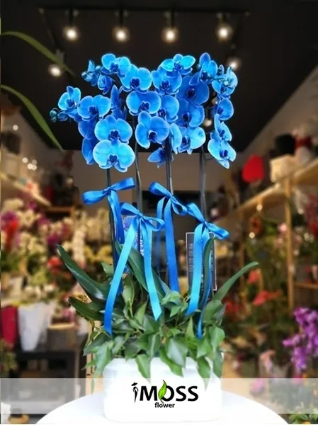 Vip Mavi Orkide