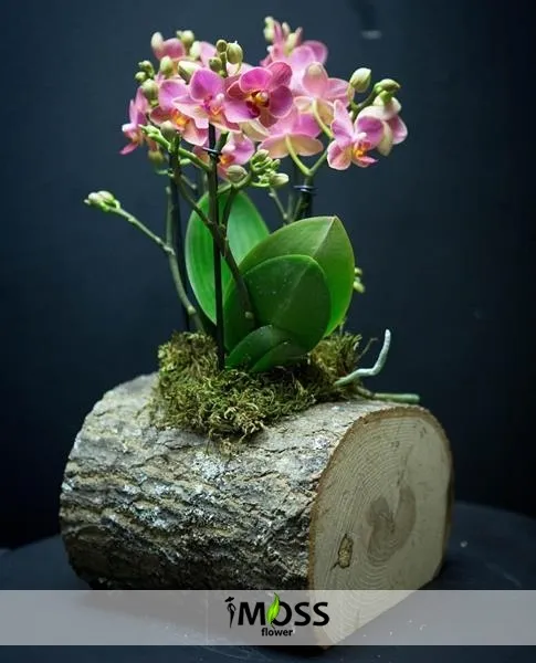 Kütükte Pembe Orkideler