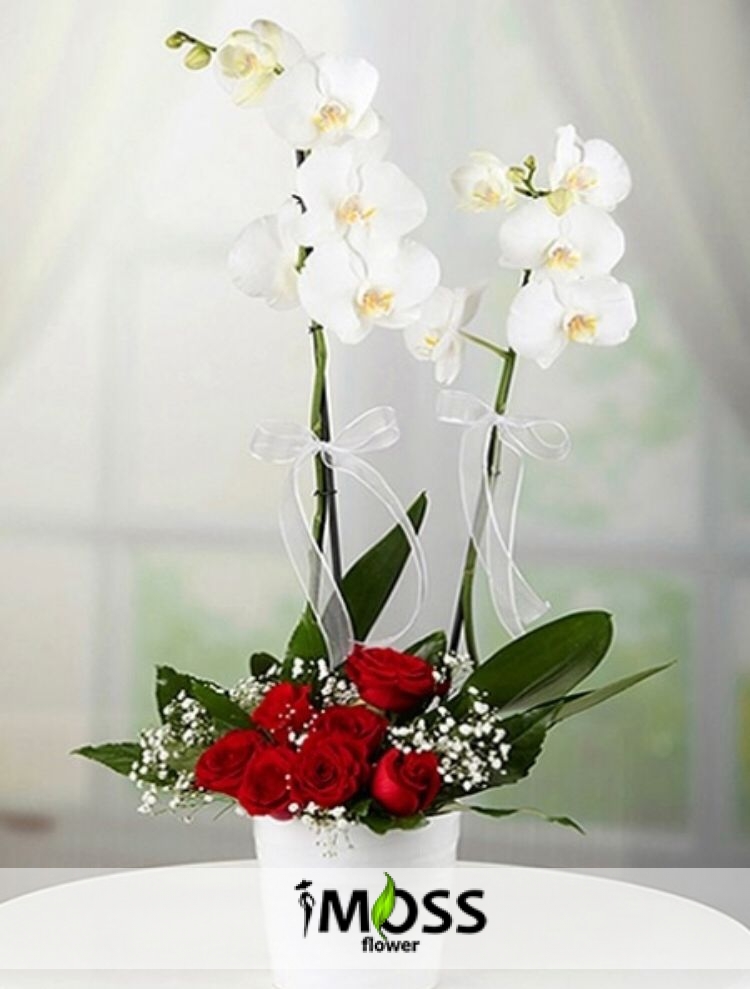 Beyaz Orkide & Güller 