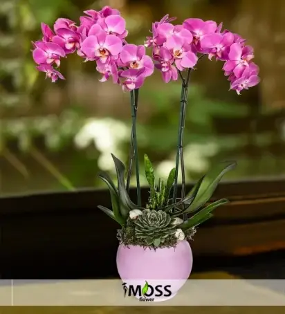 Mor Orkide ve Sukulent Birleşmesi
