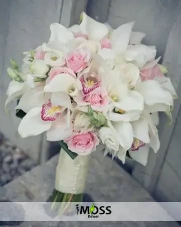 Beyaz Spidyum Orkideler