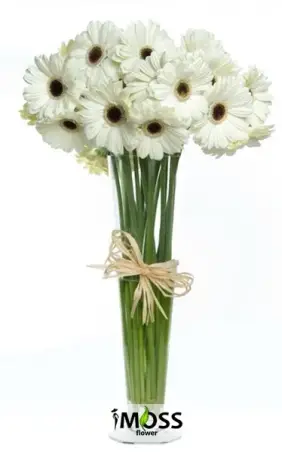 Kar Beyazı Gerberalar