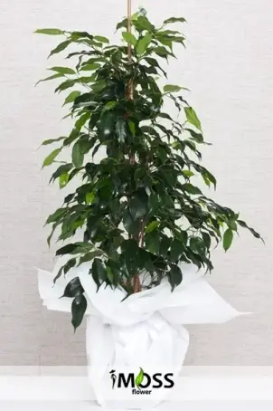 Benjamin Saksı Bitkisi