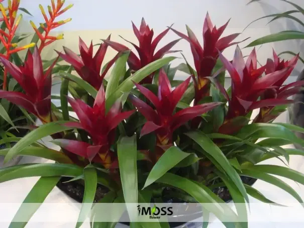 VIP guzmanıa saksı bitkisi bahçesi