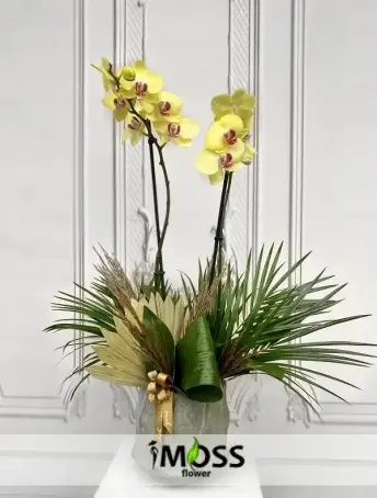 Çift Dal Sarı Orkide