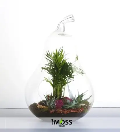 ARMUT CAM İÇİNDE TERARYUM