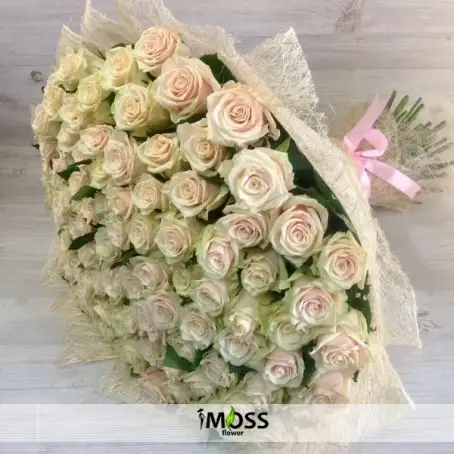 101 ADET EKVATOR BEYAZ GULLER