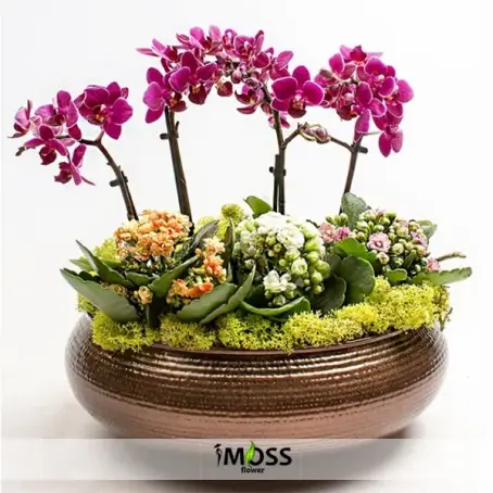 4 Dal Mini Orkide Bahçesi