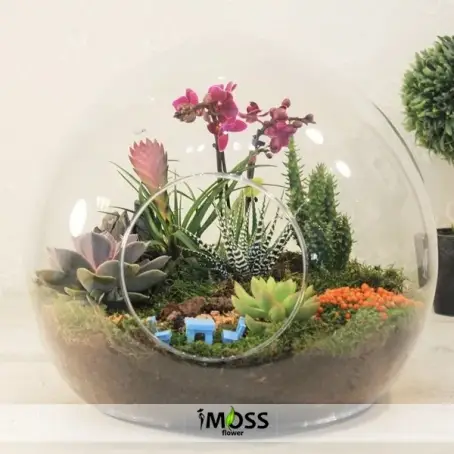 Özel Teraryum Ve Orkide