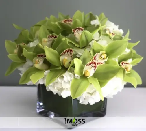 Kare Seramikte Cymbıdıum Orkideler