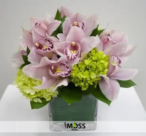 Kare Camda Cymbıdıum Orkideler