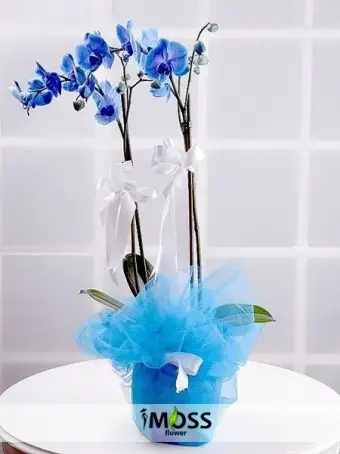 2 li Mavi Orkide