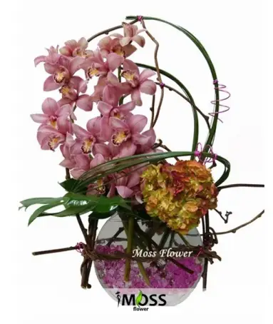 Fanusta Simbidyum Orkide