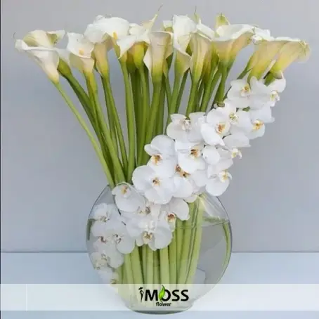 Fanusta Kalalar Ve Orkideler