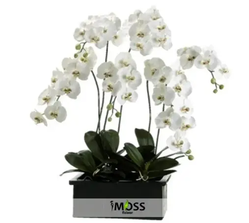 Beyaz Orkide Bahçesi
