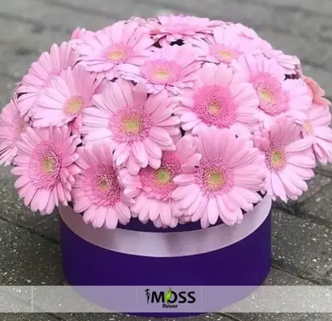 Kutuda Pembe Gerberalar