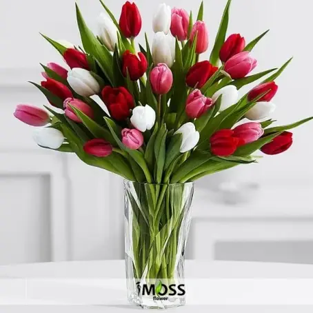 Cam Vazoda Kırmızı Beyaz Laleler