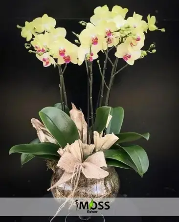 Fanusta 4 Dal Sarı Orkide