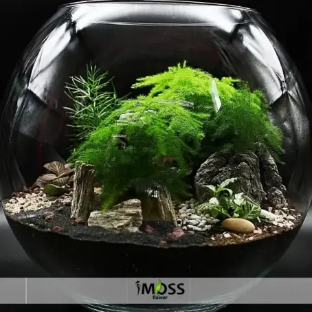 CAM KAVANOZDA TERARYUM 