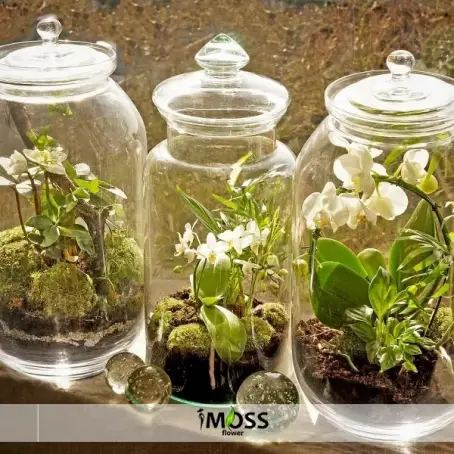 CAM KAVANOZDA TERARYUM VE MİDİ ORKİDE