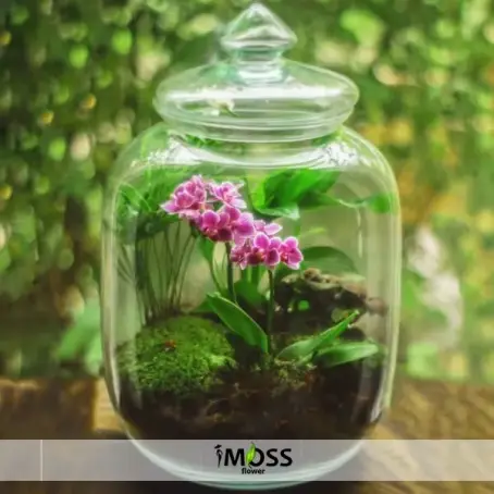 Cam Vazoda Midi Orkide