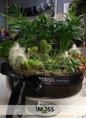 ÖZEL TASARIM TERARYUM SUCCULENT